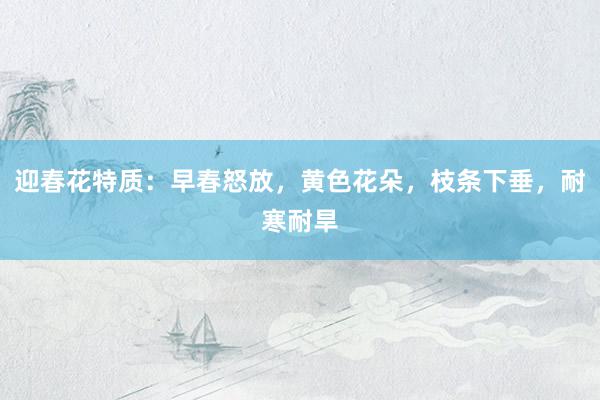 迎春花特质：早春怒放，黄色花朵，枝条下垂，耐寒耐旱