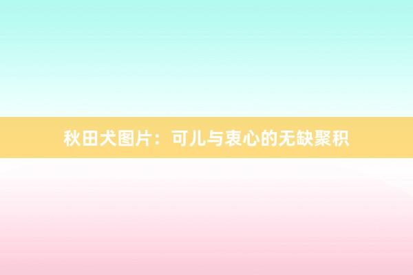 秋田犬图片：可儿与衷心的无缺聚积